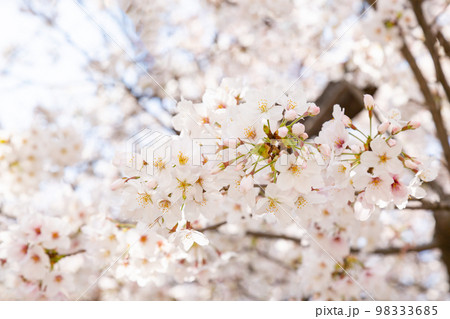 満開のソメイヨシの桜の花 98333685