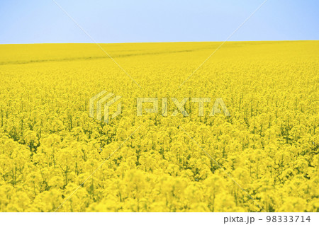 一面の菜の花畑と青空 一面の菜の花畑と青空 98333714