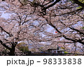 大中公園の浮舞台（奈良県大和高田市）満開の桜 98333838