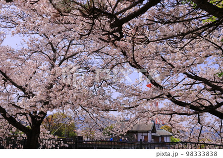大中公園の浮舞台（奈良県大和高田市）満開の桜 98333838