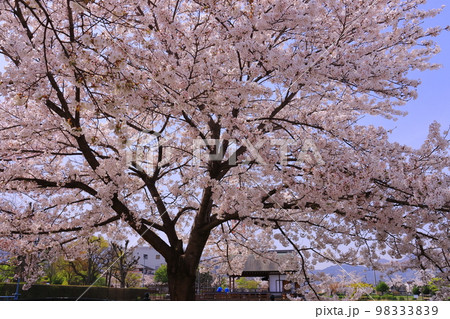 大中公園の浮舞台(奈良県大和高田市)満開の桜 大中公園の浮舞台(奈良県大和高田市)満開の桜 98333839
