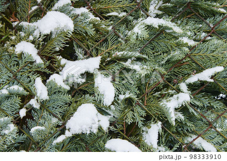 Coniferous tree under the snow in winter. Coniferous tree under the snow in winter. 98333910