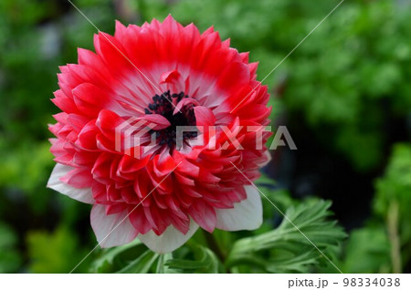 アネモネ　八重咲き品種　凛々花（リリカ） 98334038