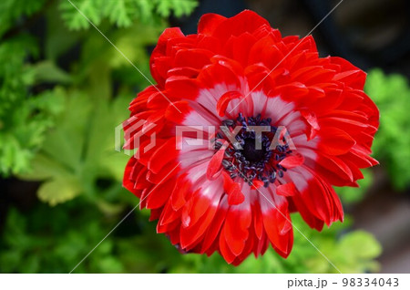 アネモネ　八重咲き品種　凛々花（リリカ） 98334043