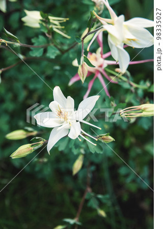 European Columbine, Aquilegia Vulgaris, white flowers in spring garden European Columbine, Aquilegia Vulgaris, white flowers in spring garden 98335027