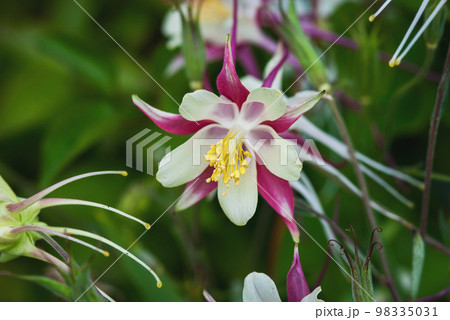 European Columbine, Aquilegia Vulgaris, white red flowers in spring garden European Columbine, Aquilegia Vulgaris, white red flowers in spring garden 98335031
