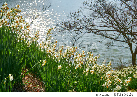 湖畔の水仙の郷 佐久間ダム をくずれ水仙郷 湖畔の水仙の郷 佐久間ダム をくずれ水仙郷 98335626