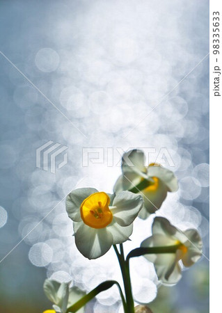 湖畔の水仙の郷　佐久間ダム　をくずれ水仙郷 98335633