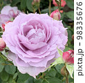 雨に濡れた紫のバラ 98335676