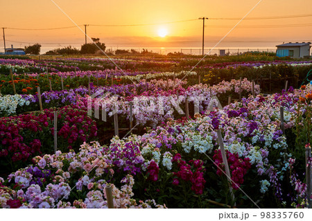 朝焼けの白間津のお花畑　白間津のお花畑 98335760