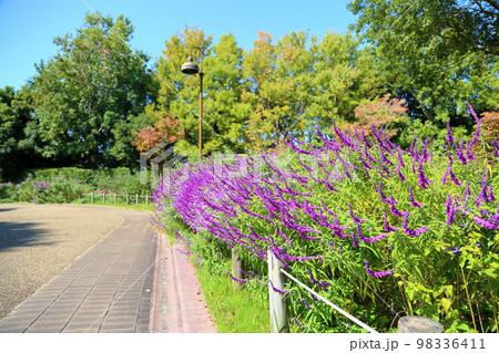 サルビア　レウカンサ―の花 98336411
