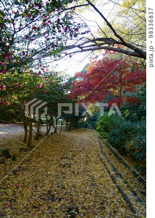 4203 源氏山 4203 源氏山 98336837