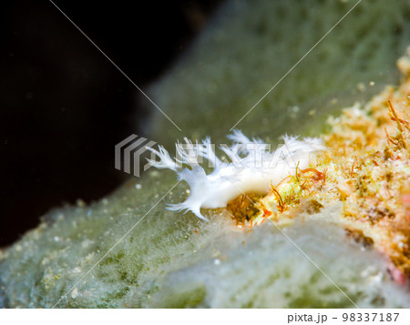 ユビノウハナガサウミウシ ユビノウハナガサウミウシ 98337187