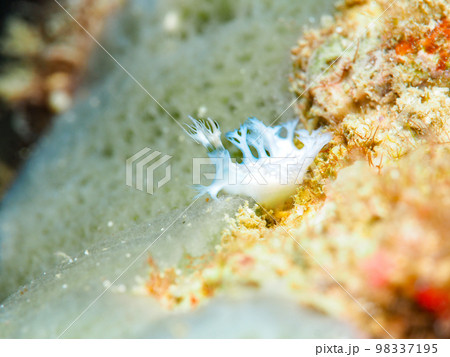 ユビノウハナガサウミウシ ユビノウハナガサウミウシ 98337195