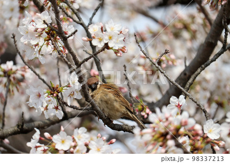 開花した桜の木で眠そうにしている雀 98337213