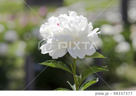 芍薬園に白い芍薬の花が咲いています。このシャクヤクの名前は滝の粧(タキノヨソオイ)です。 芍薬園に白い芍薬の花が咲いています。このシャクヤクの名前は滝の粧(タキノヨソオイ)です。 98337377