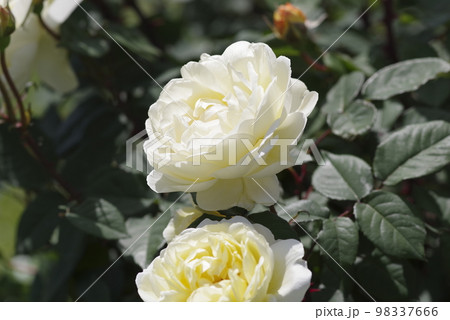 薔薇園に薄黄色の薔薇の花が咲いています。このバラの名前はれもんです。 薔薇園に薄黄色の薔薇の花が咲いています。このバラの名前はれもんです。 98337666