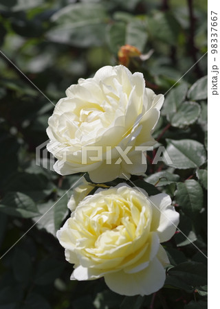 薔薇園に薄黄色の薔薇の花が咲いています。このバラの名前はれもんです。 薔薇園に薄黄色の薔薇の花が咲いています。このバラの名前はれもんです。 98337667