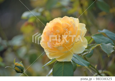 薔薇（オレンジ） 98338325