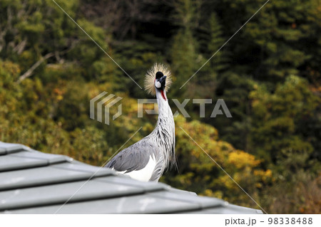 ホオジロカンムリヅル 98338488