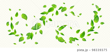 Green mint leaves falling and flying in air 98339375