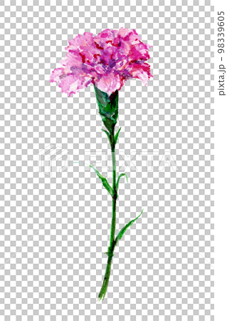 Mother's Day Carnation Watercolor 98339605