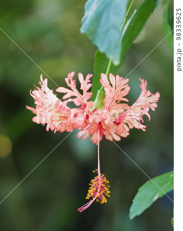 フウリンブッソウゲの花　Hibiscus schizopetalus 98339625