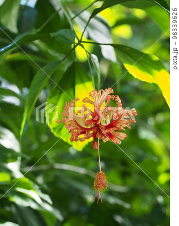 フウリンブッソウゲの花　Hibiscus schizopetalus 98339626