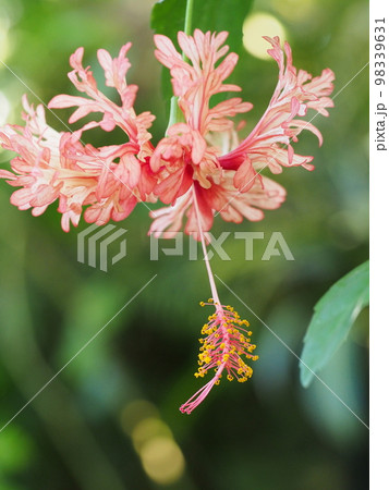 フウリンブッソウゲの花 Hibiscus schizopetalus フウリンブッソウゲの花 Hibiscus schizopetalus 98339631