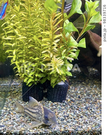コリドラス ショートノーズオルナータス アクアリウム  98339716