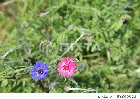 ヤグルマ草 98340013