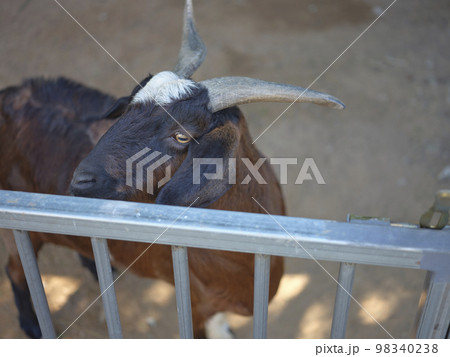 Goat in a barn on a small farm . Goat in a barn on a small farm . 98340238
