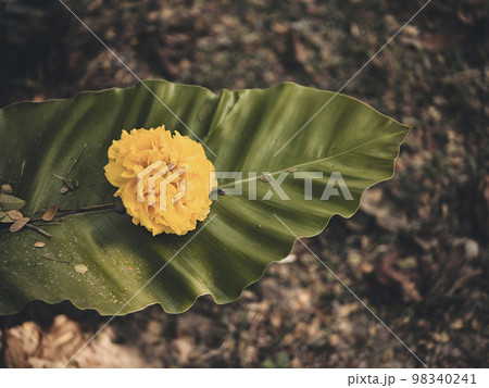 exotic yewllow flower, tropical foliage nature dark green exotic yewllow flower, tropical foliage nature dark green 98340241