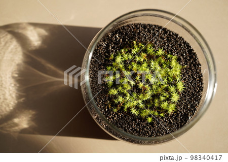 苔テラリウム(植えたばかりのタマゴケ) 苔テラリウム(植えたばかりのタマゴケ) 98340417