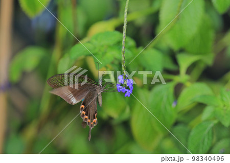 a butterfly at nature, the nature concept a butterfly at nature, the nature concept 98340496