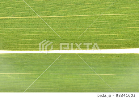 竹類の葉脈の種類（格子状葉脈と平行葉脈）の写真素材 [98341603] - PIXTA