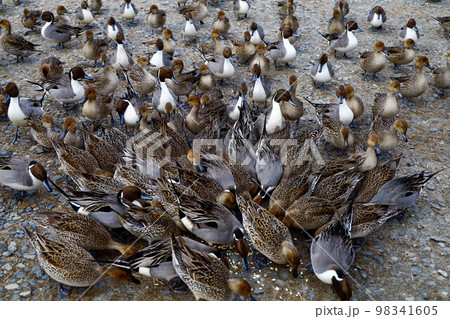 伊豆沼の渡り鳥　マガン 98341605