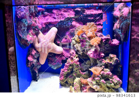 沼津港深海水族館深海生物　ヒトデの仲間　カワテブクロ 98341613