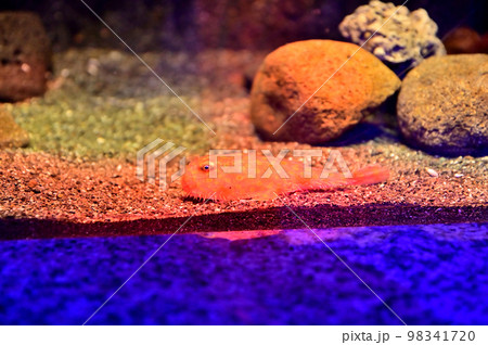 沼津港深海水族館深海生物　ミドリフサアンコウ 98341720