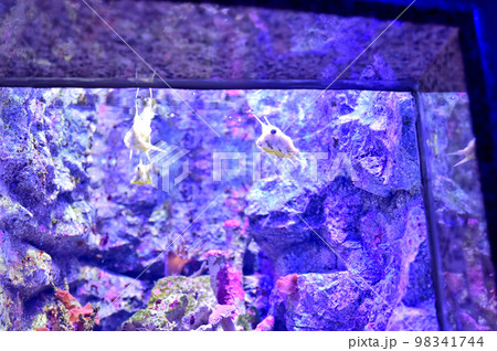 沼津港深海水族館深海生物　コンゴウフグ 98341744
