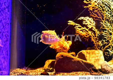 沼津港深海水族館深海生物　イトマキフグ 98341783