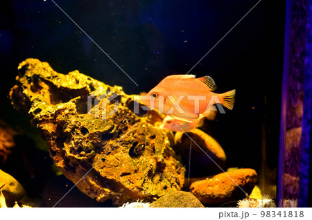 沼津港深海水族館深海生物　ベニカワムキ 98341818