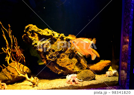 沼津港深海水族館深海生物　ベニカワムキ 98341820