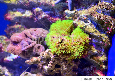 沼津港深海水族館深海生物　イソギンチャク 98341950