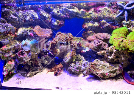 沼津港深海水族館深海生物　セミホウボウ 98342011