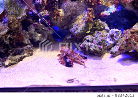 沼津港深海水族館深海生物　セミホウボウ 98342013