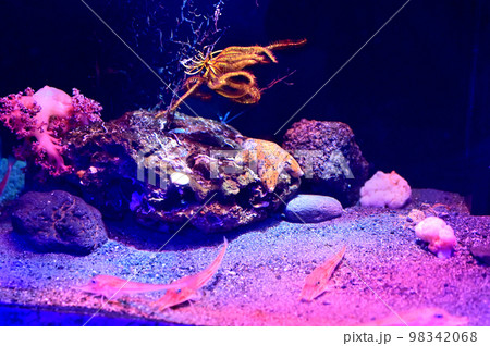 沼津港深海水族館深海生物　キホウボウ 98342068