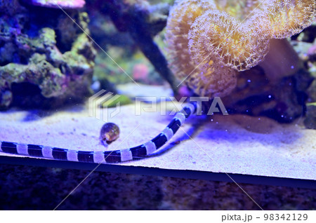 沼津港深海水族館深海生物　シマウミヘビ 98342129