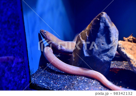 沼津港深海水族館深海生物　スソウミヘビ 98342132