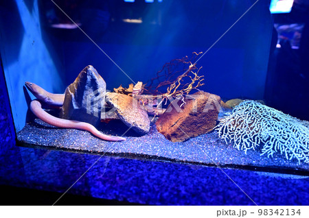 沼津港深海水族館深海生物　スソウミヘビ 98342134